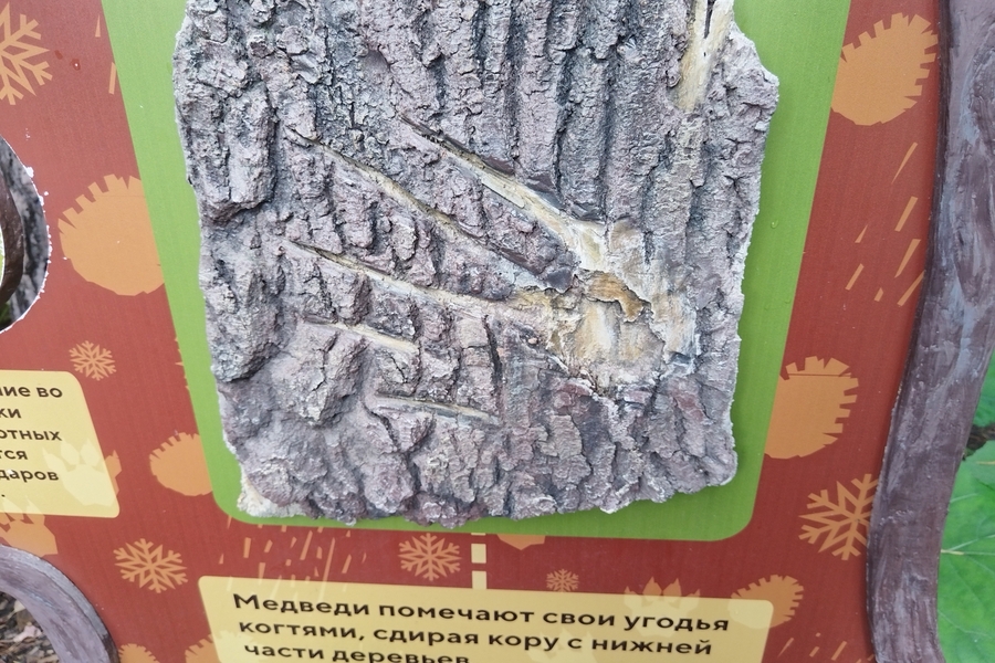 Медвежья метка