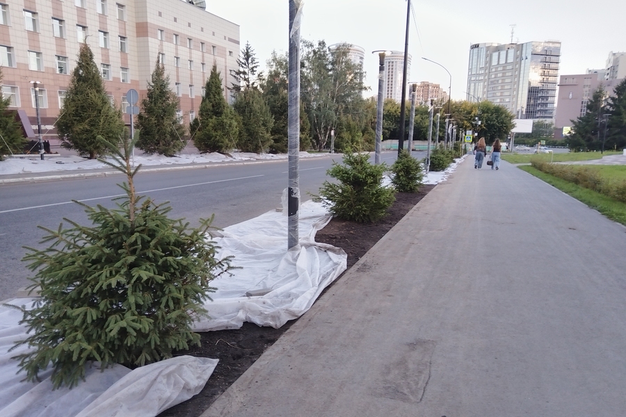 В центре Новосибирска вместо вырубленных лиственниц и тополей высадили ели