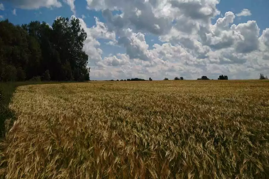 Уборочная кампания началась в Новосибирской области