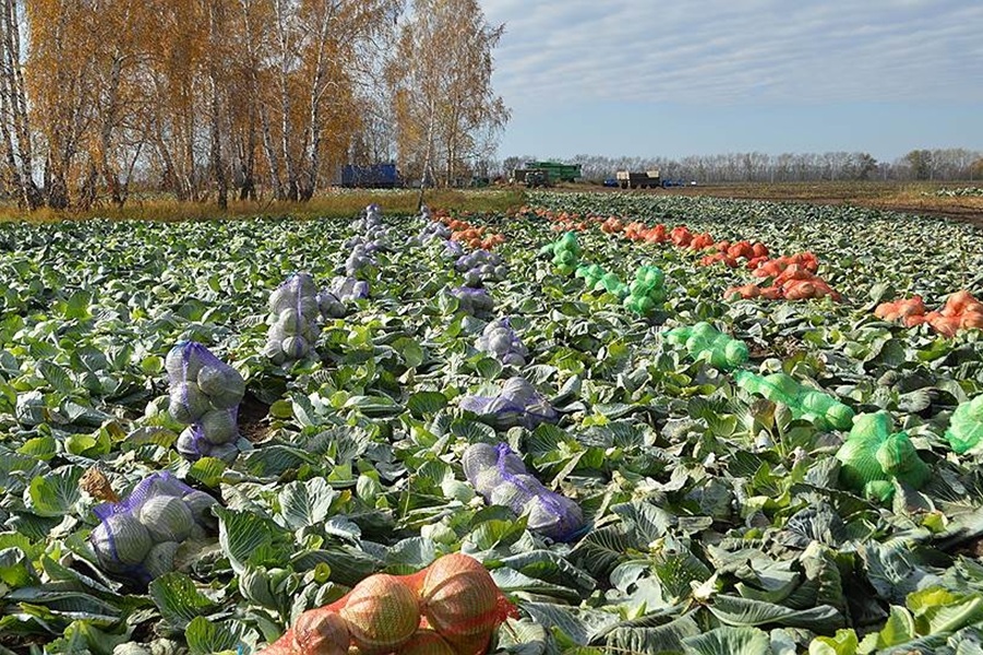Урожайность овощей открытого грунта упала в Новосибирской области на 20%