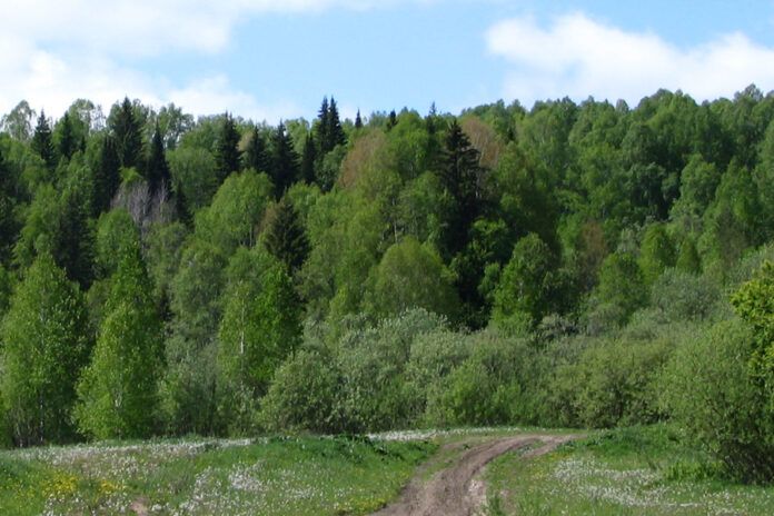 тайга