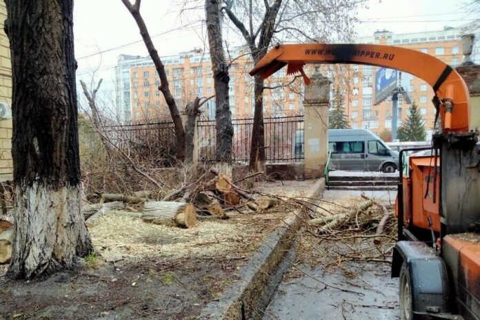 Вырубать все невозможно: в Новосибирске необходимо комплексно изменять подход к озеленению