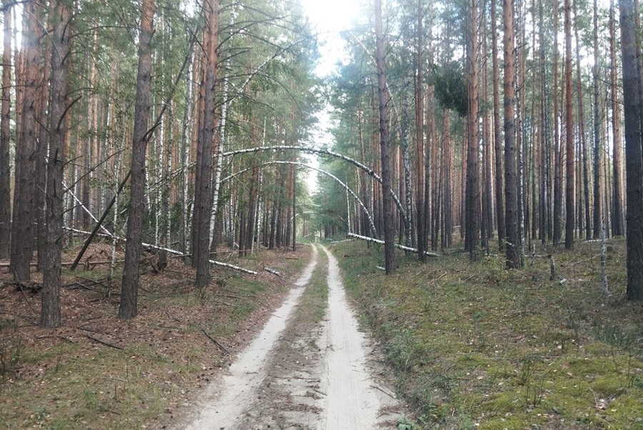 В лес под камерами: сеть видеонаблюдения в новосибирских лесах к концу года вырастет в два раза