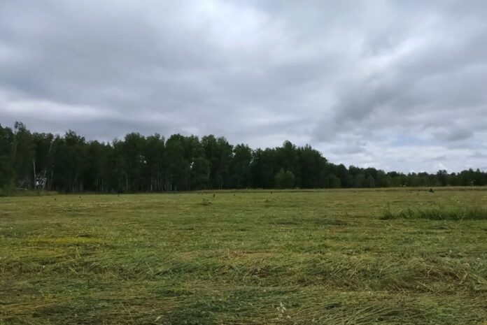 Летнее тепло вернется в Новосибирск на выходные