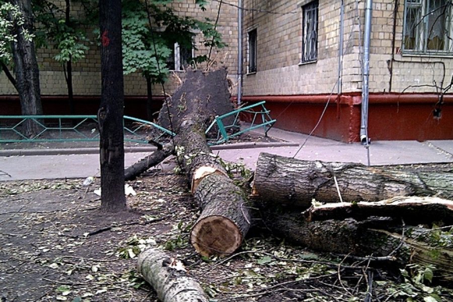 Упавшее дерево. Ураган в Удмуртии сегодня. Ураган в Удмуртии сегодня видео.