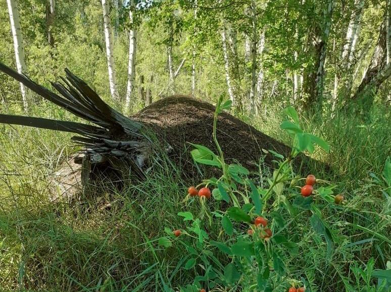 Грибник нашел 100-летний муравейник в лесу под Новосибирском