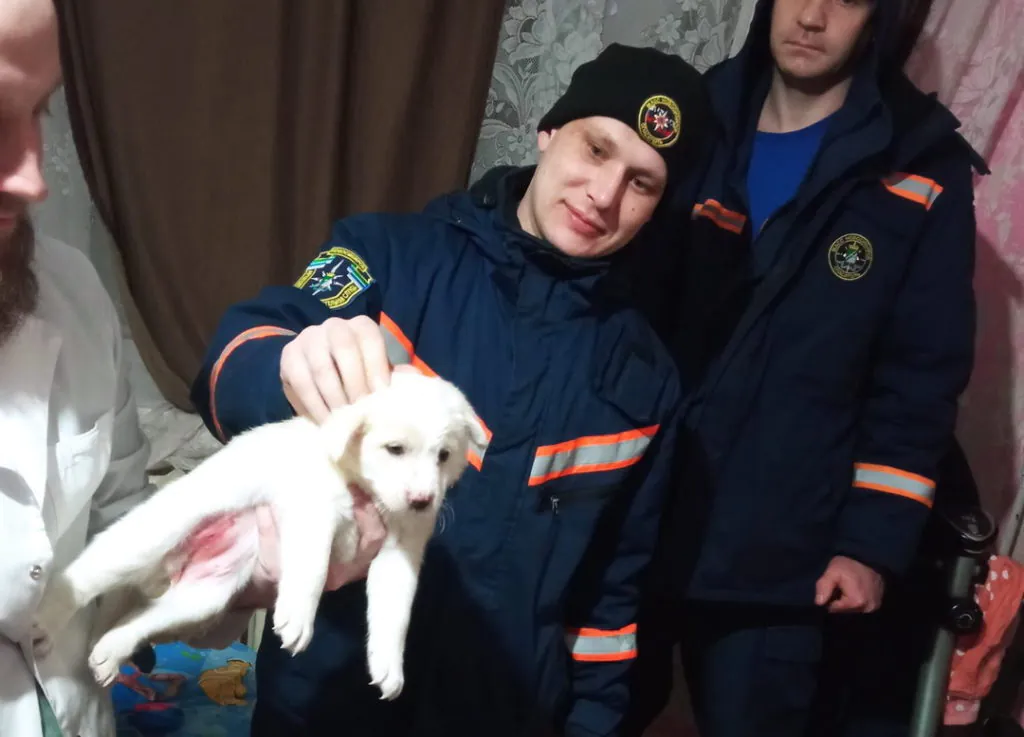 Спасатели вызволили щенка, застрявшего за батареей в Новосибирске