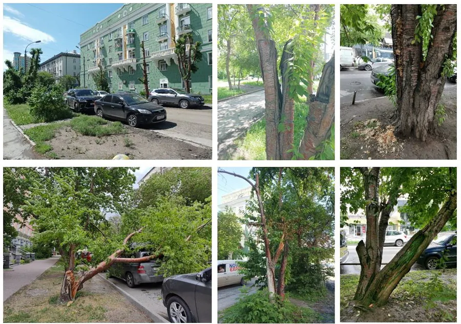 Власти проведут реконструкцию зеленых насаждений в Новосибирске
