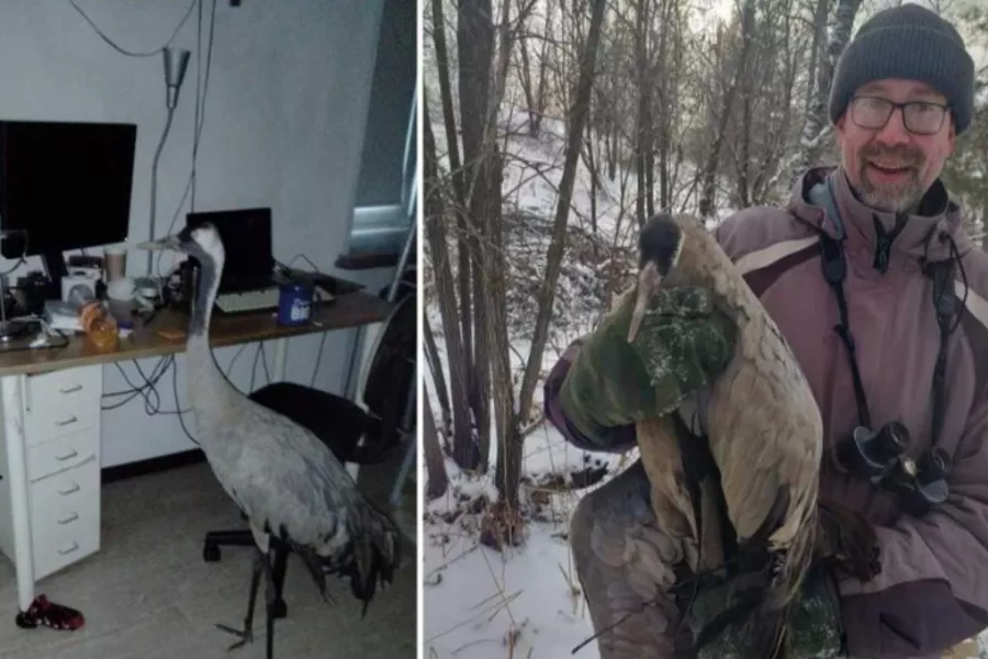 Учёный из Новосибирска спас раненого журавля